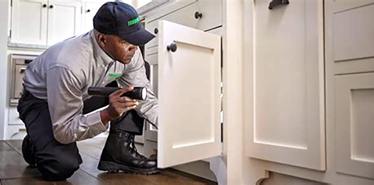 Pest and Building Inspection Brisbane