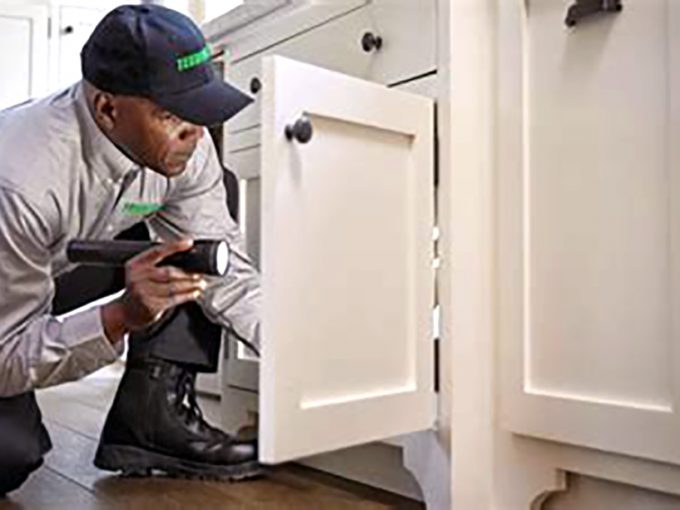 Pest and Building Inspection Brisbane